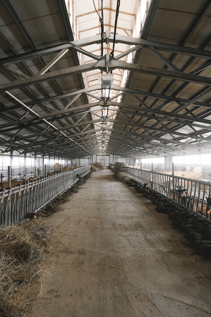 An empty farm barn interior featuring a metal roof and arranged stalls, creating a spacious industrial look.